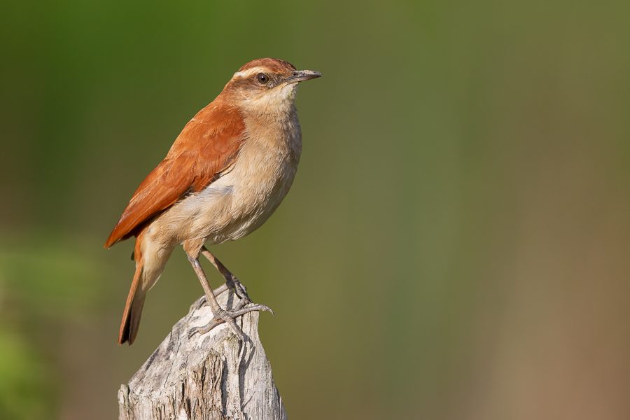 CASACA DE COURO DA LAMA - Furnarius figulus - Wing-banded Hornero