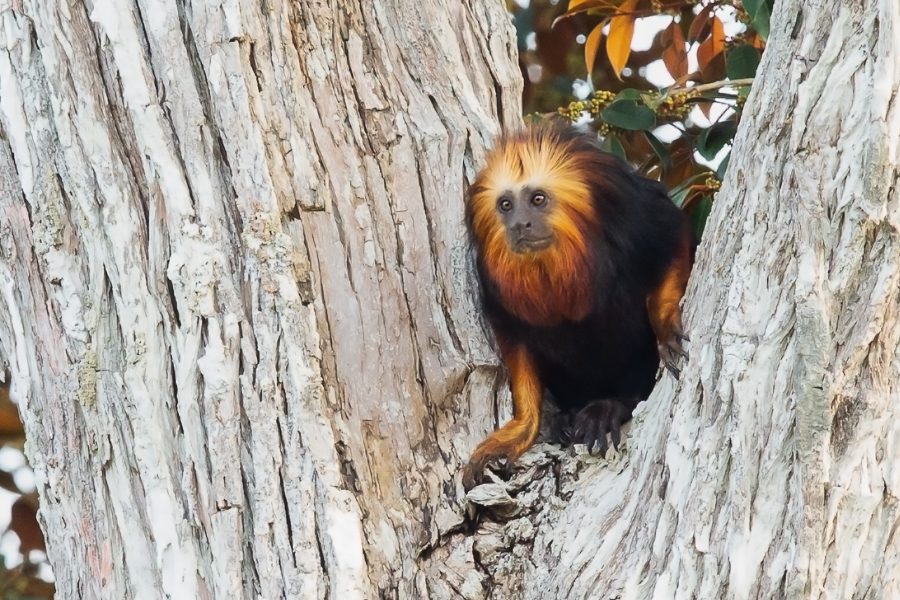 BIODIVERSIDADE-MICO LEÃO DE CARA DOURADA-Leontopithecus chrysomelas-6472-b