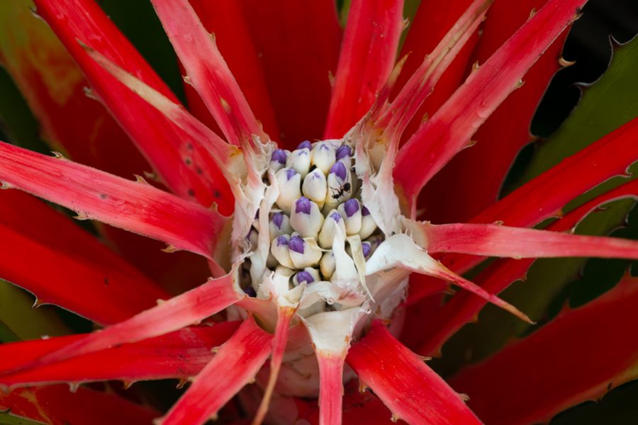 CARAGUATÁ DO CAMPO Bromelia antiacantha (Bromeliaceae) Foto: Sérgio Cedraz