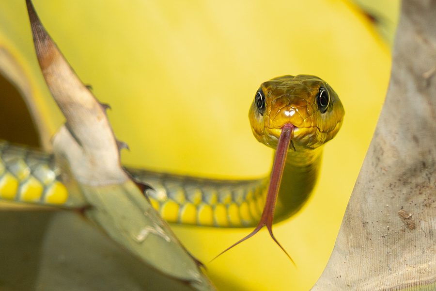 BIODIVERSIDADE-RÉPTEIS_D92A2643
