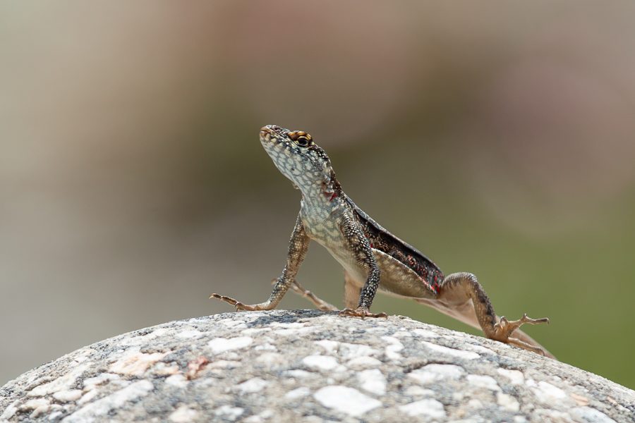 LAGARTIXA DE LAJEIRO - Tropidurus semitaeniatus
