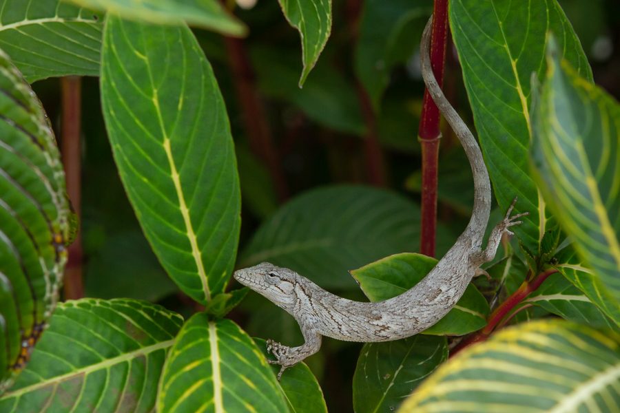 PAPA VENTO - Polychrus acutirostris
